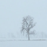 "The Blizzard of 2012" - copyright Julie Drew