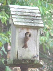 wren getting ready to go in house