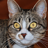gatti