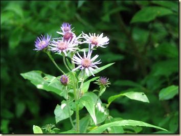Purple Aster Purple Aster