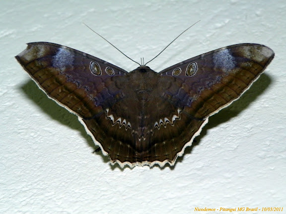 Noctuidae : Ophiderinae : Cyclopis caecutiens (Hübner, [1821]). Pitangui (MG, Brésil), 10 mars 2011. Photo : Nicodemos Rosa