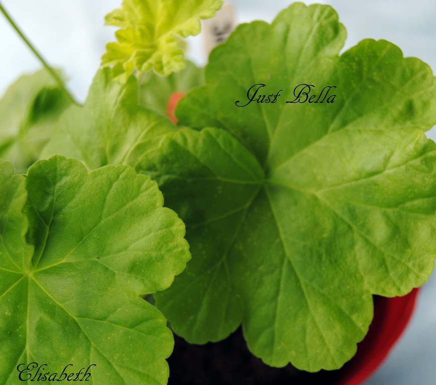 [Pelargonium%2520juli%2520-11%2520052%255B4%255D.jpg]