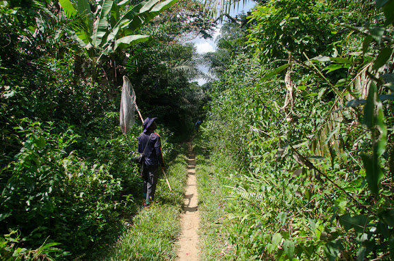 Collecte à Ebogo (Cameroun), 20 avril 2013. Photo : C. Basset