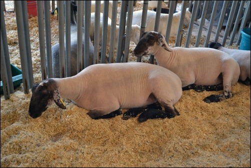 4H sheep 4H sheep
