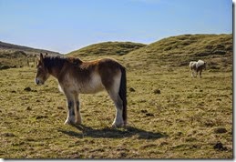 01.Caballos irlandeses