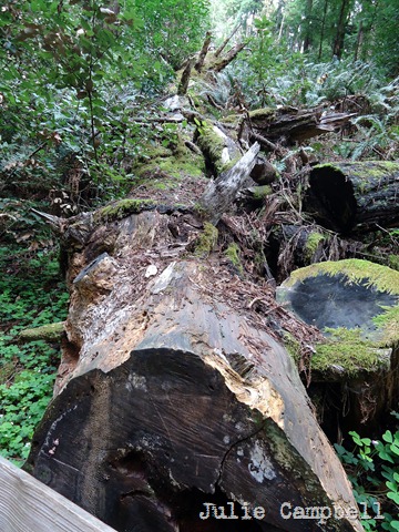 [DSC08692_edited-1%255B11%255D.jpg]