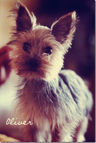 Oliver2