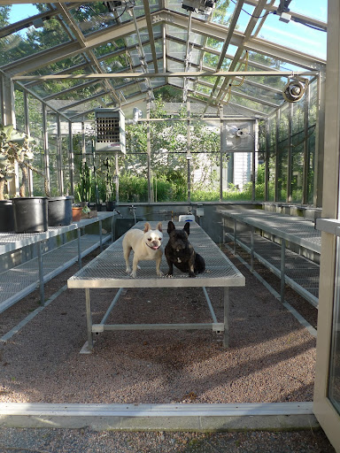 Sadly, it won't be too much longer until all of the outdoor potted tropical plants will have to be brought back inside to protect them from the cold.  Sharkey, alas, summer seems to be coming to a close!