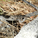 Spiny Lizard sps