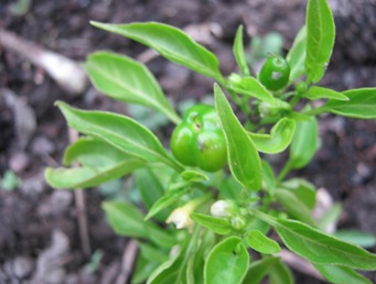 Peppers6 12 10
