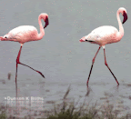 FlamingCock.gif