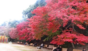 Autumn leaves in Kobe