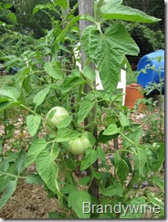 Tomato Brandywine