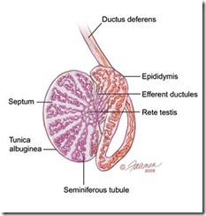 anatomy_Testis_midsagital anatomy_Testis_midsagital