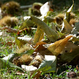 Autunno in natura: AVIS Osimo a castagne a Balze di Verghereto - 9 ottobre 2011