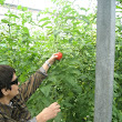 Chef-led journey through the Mornington Peninsula twenty five IMG_1672.jpg