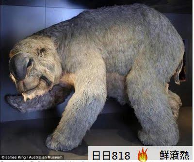 史前巨獸 袋熊(史前巨獸 雙門齒袋熊)