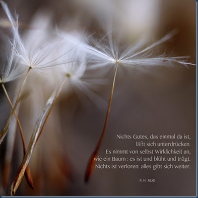pusteblumen & Rilke