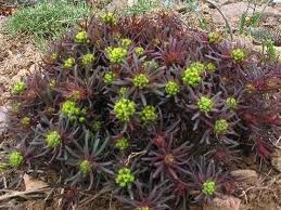 [Euphorbia---Cypress-Spurge3.jpg]