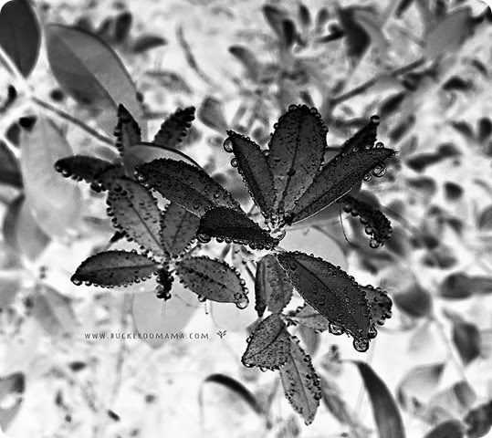 Dew-drops-(bw-2) Dew-drops-(bw-2)