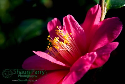 Glendurgan Garden-1.jpg