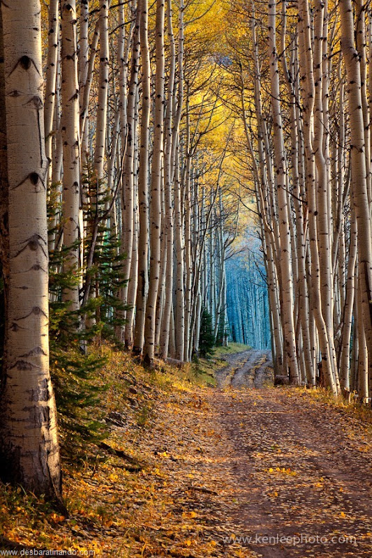 Aspen Cathedral