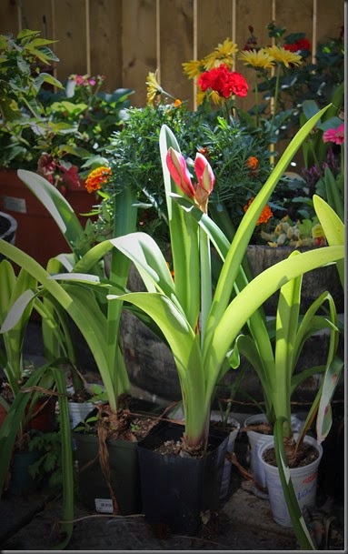 surprize Amaryllis bloom