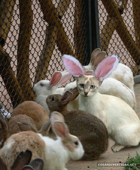 [COSASDIVERTIDAScamuflajeanimal32.jpg]