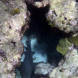 A Nurse Shark Hiding In A Hole - St. Croix, USVI