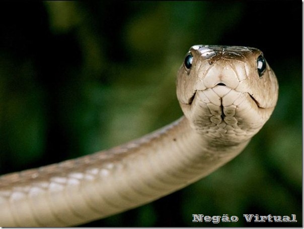 black-mamba black-mamba