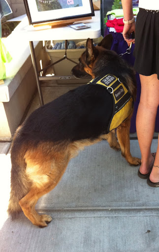 We even saw some who were hard at work servicing their humans!