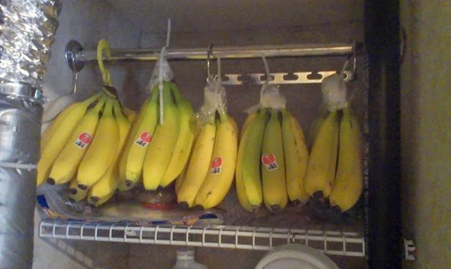 [bananas3.jpg]