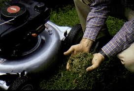 [grass%2520clippings%255B2%255D.jpg]