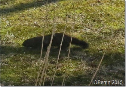 meaning of meandering mink on moss