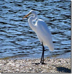 Egret