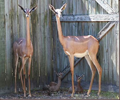 Amazing Animal Pictures Gerenuk (9)