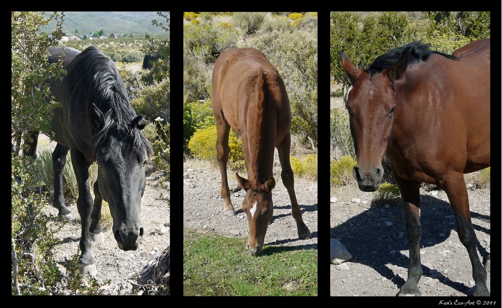 [Cold-Creek-Horse-Triptych4.jpg]