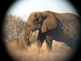 An elephant photo taken through the lens of a binocular. South Africa - 451.jpg
