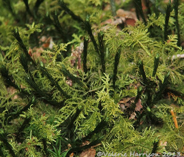 [2-moss%255B2%255D.jpg]