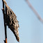 bagworm moth