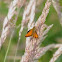 Small Skipper Butterfly