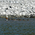 Common.mergansers.dscn0309
