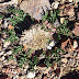 Jurinella%252520subacaulis%25252c%252520m.%252520aragats%25252c%2525202012.08.05