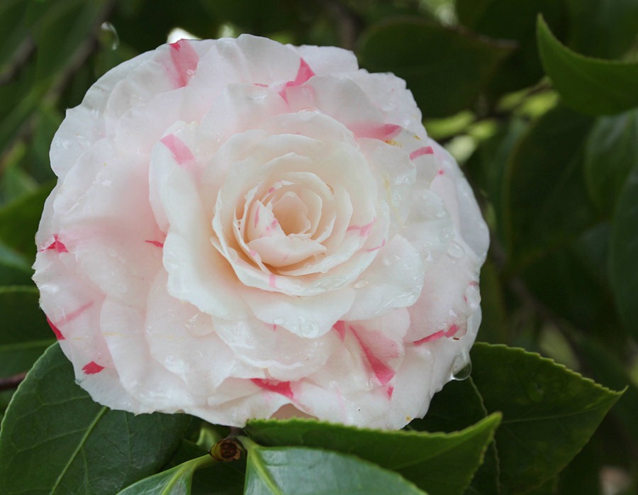 [120317_Capitol_Park_Camellia-japonica_16.jpg]