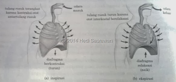 mekanisme inspirasi dan ekspirasi