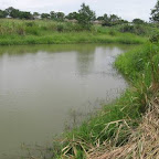 The fish pond. 1.jpg