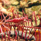 Crinoid shrimp on feather star (Bangka Island)