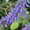 spring 05 007.jpg