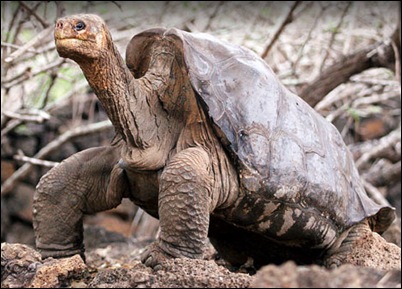 galapagos