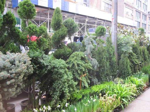 I love the tall spiral bushes -- perfect for balconies.